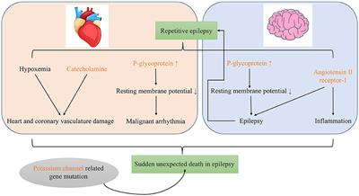 The mechanism of sudden unexpected death in epilepsy: A mini review